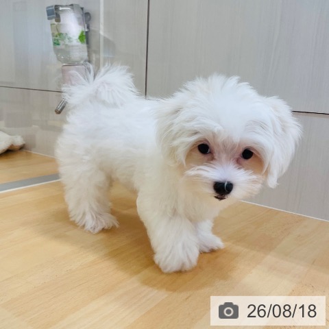 マルチーズの写真
