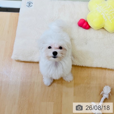 マルチーズの写真