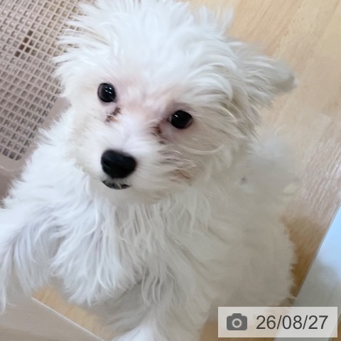 マルチーズの写真