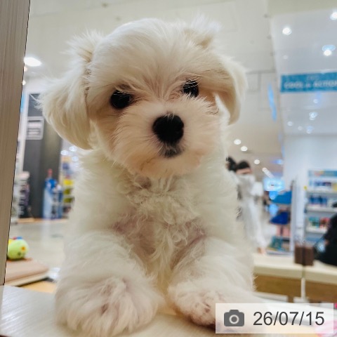 新潟県のマルチーズ (ペットプラス 新潟青山店/2026年5月5日生まれ/男の子/ホワイト)の子犬の4枚目の画像