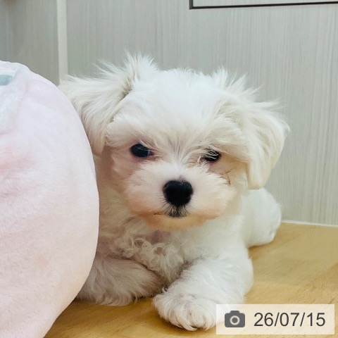 新潟県のマルチーズ (ペットプラス 新潟青山店/2026年5月5日生まれ/男の子/ホワイト)の子犬の3枚目の画像