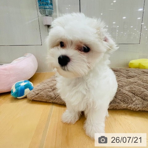 新潟県のマルチーズ (ペットプラス 新潟青山店/2026年5月5日生まれ/男の子/ホワイト)の子犬の4枚目の画像