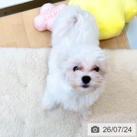 新潟県のマルチーズ (ペットプラス 新潟青山店/2026年5月5日生まれ/男の子/ホワイト)の子犬の3枚目の画像