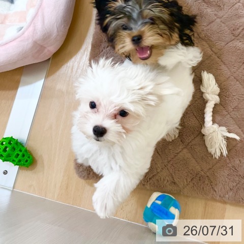 新潟県のマルチーズ (ペットプラス 新潟青山店/2026年5月5日生まれ/男の子/ホワイト)の子犬の4枚目の画像