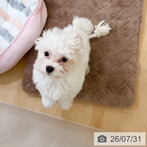 新潟県のマルチーズ (ペットプラス 新潟青山店/2026年5月5日生まれ/男の子/ホワイト)の子犬の3枚目の画像