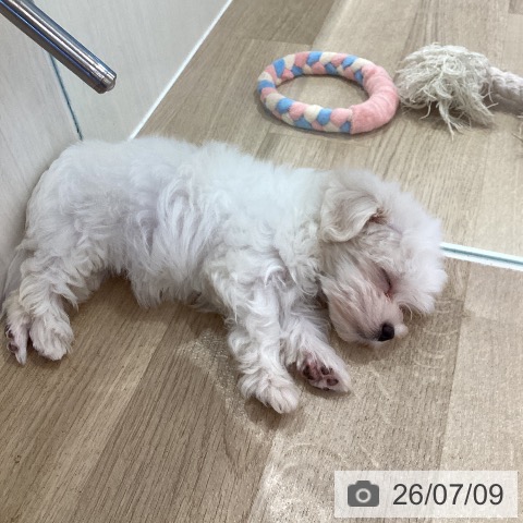 マルチーズの写真