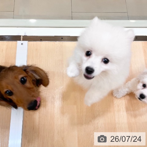 ポメラニアンの写真