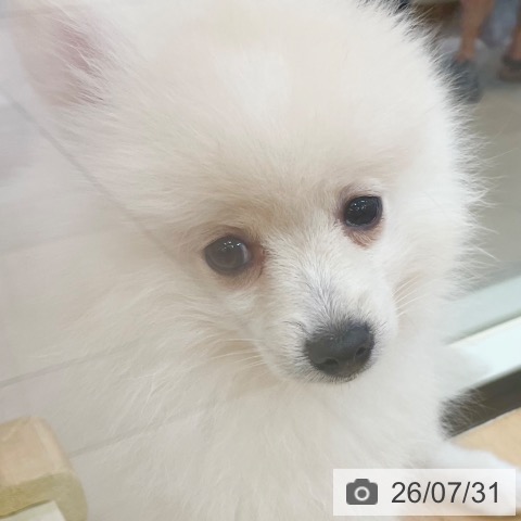 ポメラニアンの写真