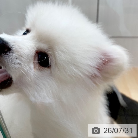 ポメラニアンの写真