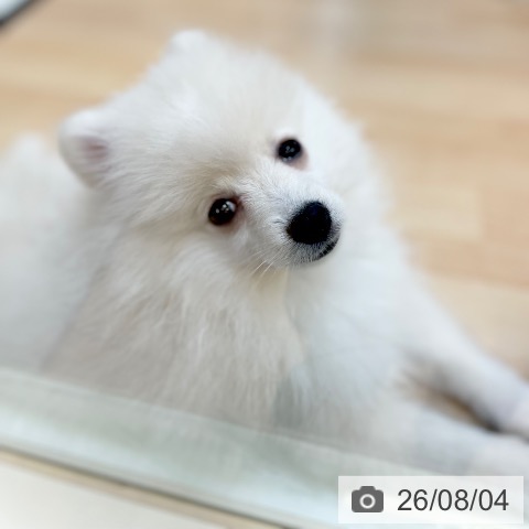ポメラニアンの写真