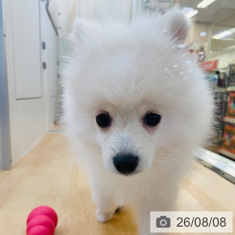 ポメラニアンの写真