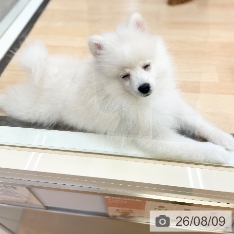 ポメラニアンの写真