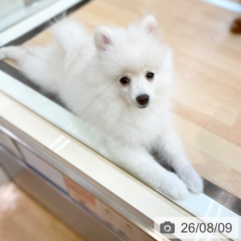 ポメラニアンの写真