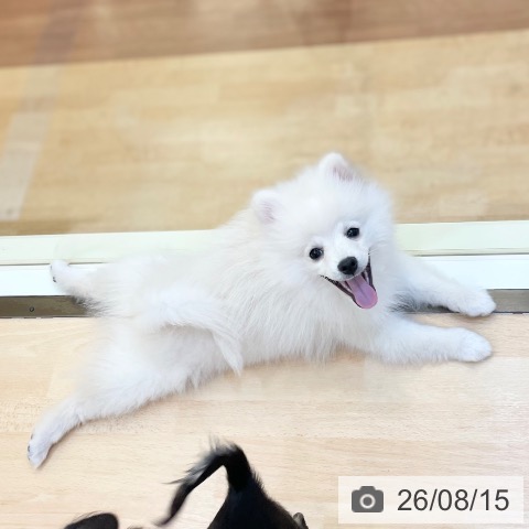 ポメラニアンの写真
