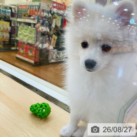 ポメラニアンの写真