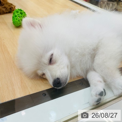 ポメラニアンの写真