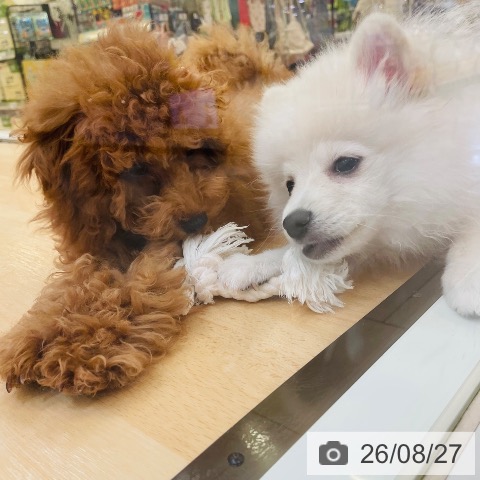 ポメラニアンの写真