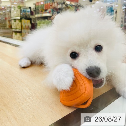 ポメラニアンの写真