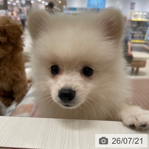 新潟県のポメラニアン (ペットプラス 新潟青山店/2026年4月30日生まれ/男の子/クリーム)の子犬の4枚目の画像