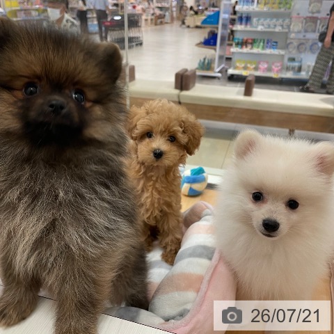 新潟県のポメラニアン (ペットプラス 新潟青山店/2026年4月30日生まれ/男の子/クリーム)の子犬の3枚目の画像