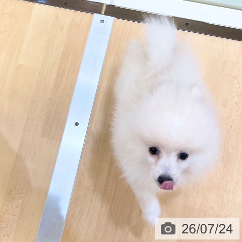 新潟県のポメラニアン (ペットプラス 新潟青山店/2026年4月30日生まれ/男の子/クリーム)の子犬の3枚目の画像