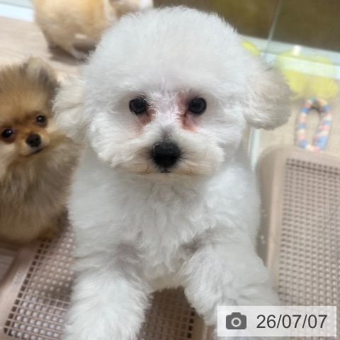 大阪府のトイプードル(トイ) (ペットプラス 堺鉄砲町店/2026年4月22日生まれ/男の子/ホワイト)の子犬の4枚目の画像