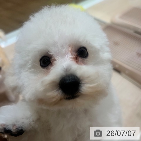 大阪府のトイプードル(トイ) (ペットプラス 堺鉄砲町店/2026年4月22日生まれ/男の子/ホワイト)の子犬の3枚目の画像
