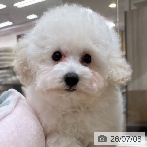 大阪府のトイプードル(トイ) (ペットプラス 鶴見店/2026年4月22日生まれ/女の子/ホワイト)の子犬の3枚目の画像