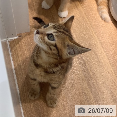 ベンガルの写真