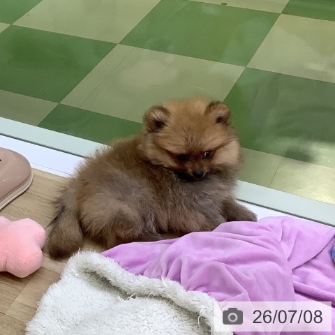 ポメラニアンの写真