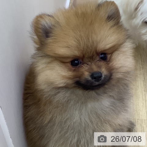 ポメラニアンの写真
