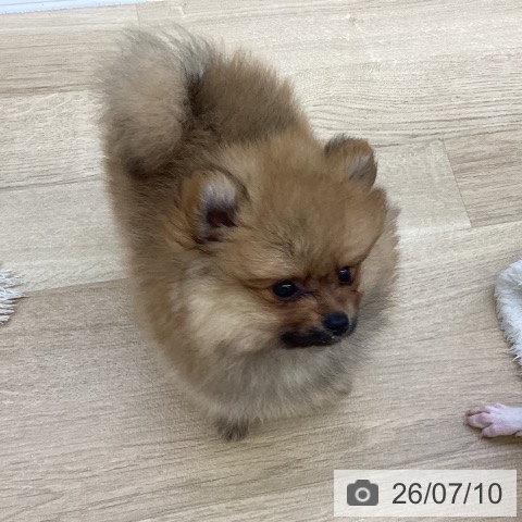 山梨県のポメラニアン (ペットプラス 甲府昭和店/2026年5月8日生まれ/男の子/オレンジ)の子犬の4枚目の画像