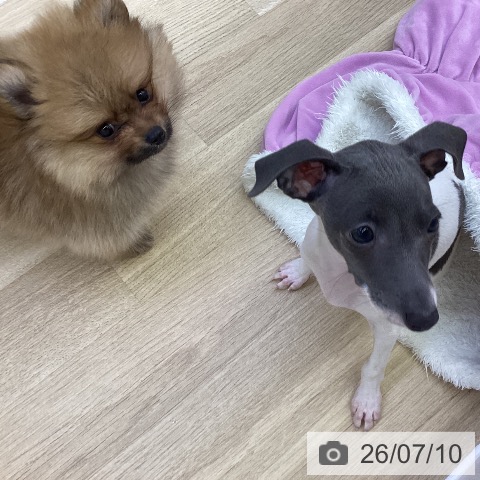 山梨県のポメラニアン (ペットプラス 甲府昭和店/2026年5月8日生まれ/男の子/オレンジ)の子犬の3枚目の画像