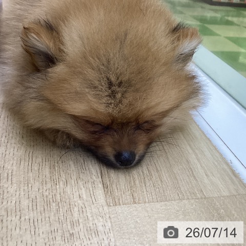 山梨県のポメラニアン (ペットプラス 甲府昭和店/2026年5月8日生まれ/男の子/オレンジ)の子犬の3枚目の画像