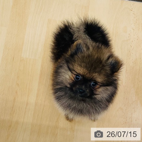 ポメラニアンの写真