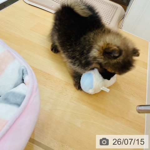 ポメラニアンの写真