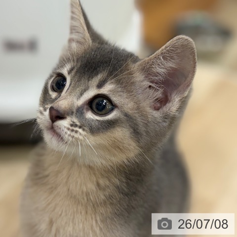 アビシニアンの写真