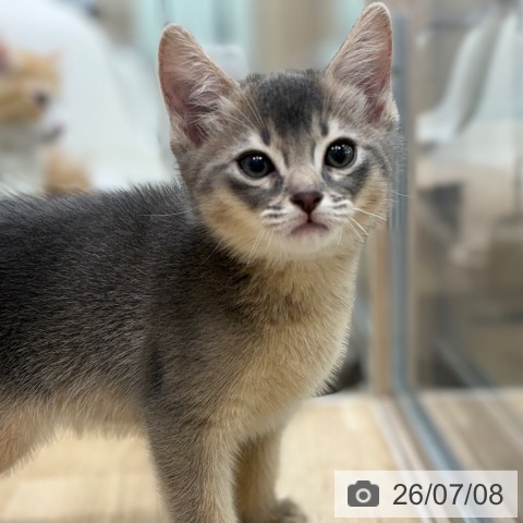 アビシニアンの写真