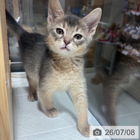 アビシニアンの写真