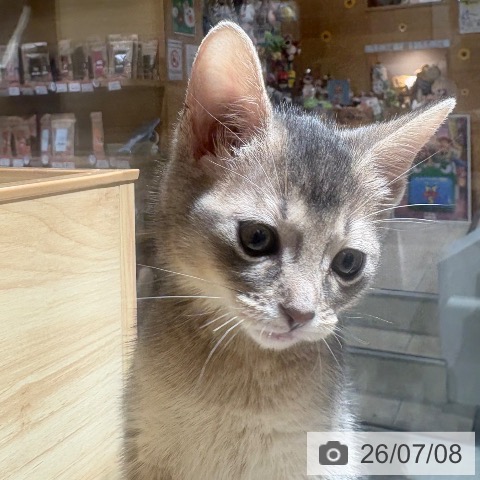 アビシニアンの写真