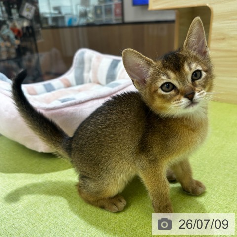 京都府のアビシニアン (ペットプラス 京都桂川店/2026年5月5日生まれ/女の子/ルディ)の子猫の4枚目の画像