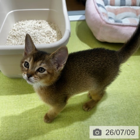 京都府のアビシニアン (ペットプラス 京都桂川店/2026年5月5日生まれ/女の子/ルディ)の子猫の3枚目の画像