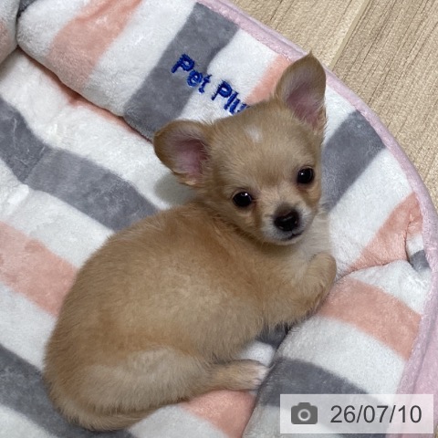 チワワの写真