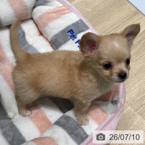 チワワの写真