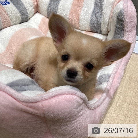 東京都のチワワ(ロング) (ペットプラス 立川高島屋S.C.店/2026年5月8日生まれ/男の子/クリーム)の子犬の4枚目の画像