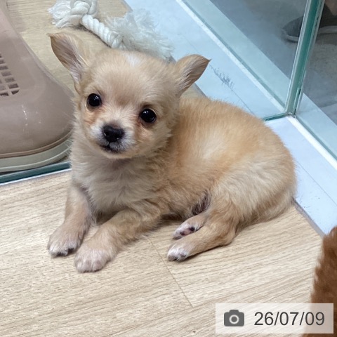 東京都のチワワ(ロング) (ペットプラス 立川高島屋S.C.店/2026年5月8日生まれ/男の子/クリーム)の子犬の3枚目の画像
