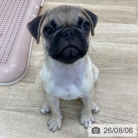 大阪府のパグ (ペットプラス 松原店/2026年5月8日生まれ/男の子/フォーン)の子犬の4枚目の画像