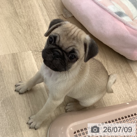 大阪府のパグ (ペットプラス りんくう泉南店/2026年5月8日生まれ/男の子/フォーン)の子犬の3枚目の画像