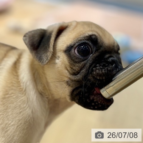 パグの写真