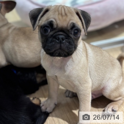 大阪府のパグ (ペットプラス イオン大日店/2026年5月8日生まれ/男の子/フォーン)の子犬の4枚目の画像